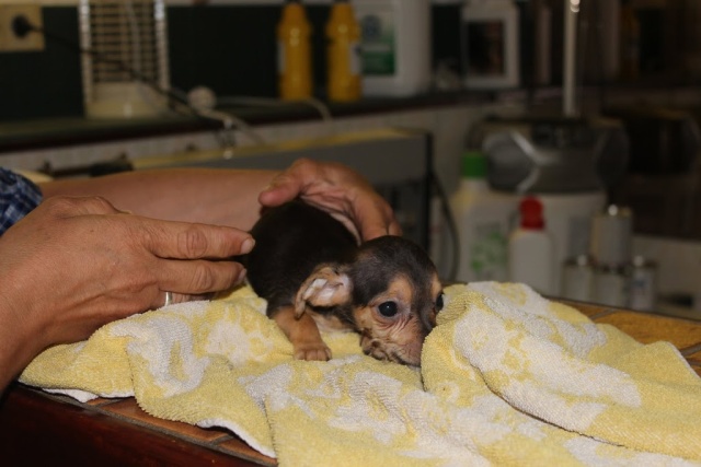 Chihuahua Femelle Née le 05/04/2016 (2 mois) Img_3634