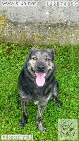 Mao Croisé Rottweiler, Mâle 3 ANS 8 MOIS 112.074.396  M-112027