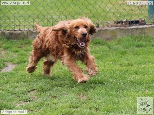 Cocker-Spaniel, Mâle 3 ANS 116.086.822 M-116036