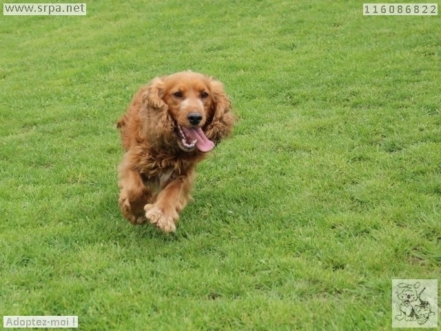 Cocker-Spaniel, Mâle 3 ANS 116.086.822 M-116037