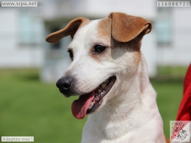 Ron Jack-Russel-Terrier, Mâle 11 ANS 116.086.722  M-116193