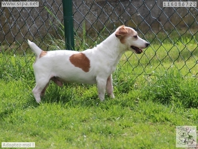Ron Jack-Russel-Terrier, Mâle 11 ANS 116.086.722  M-116194