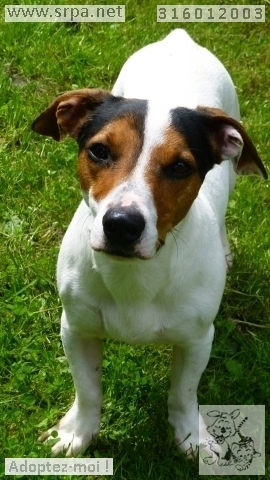 Titus Jack-Russel-Terrier, Mâle 1 AN 316.012.003  M-316025