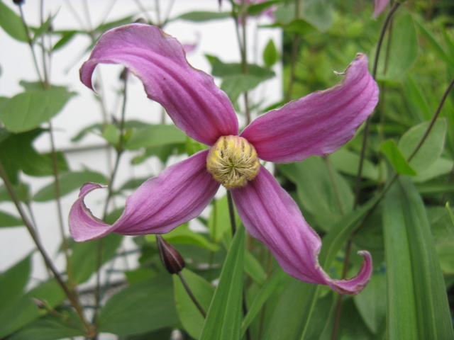 clematis Pangbourne Ping Img_1659