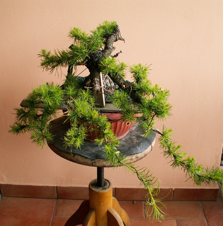 Big footed larch. Larix decidua. Bending the trunk and first styling 002_b10