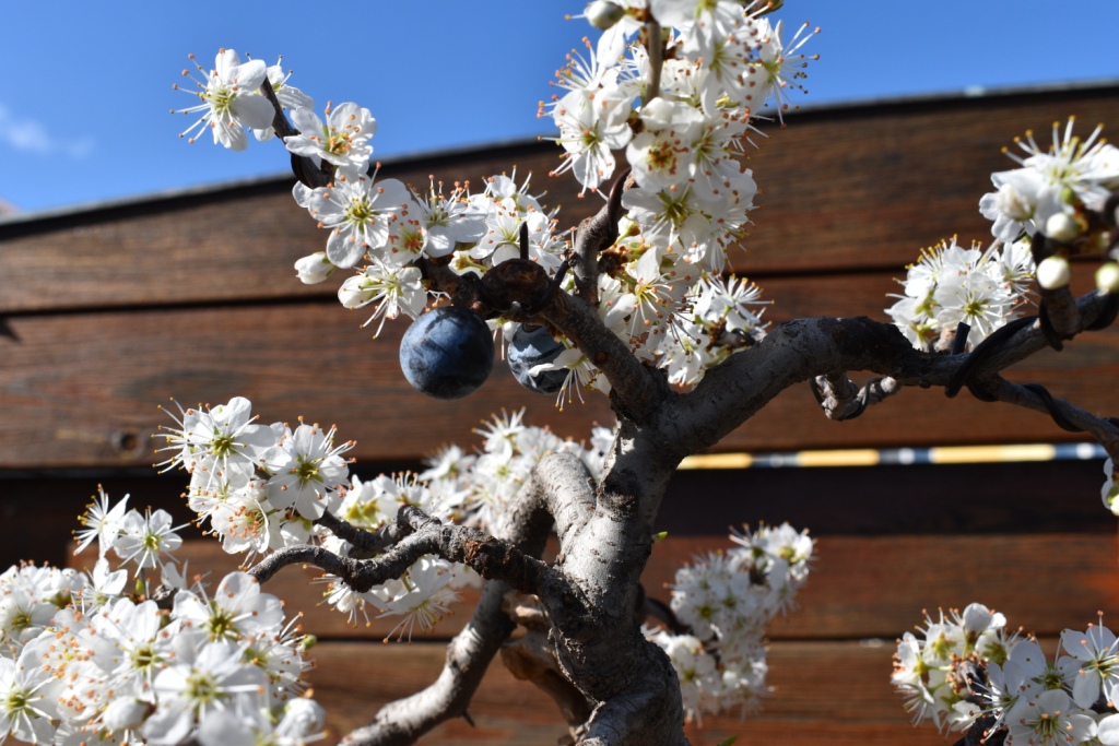 Prunus spinosa_Midway_Blossoms 007_b15