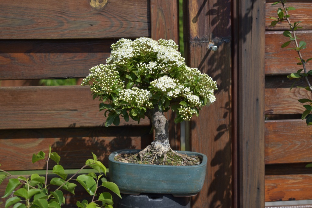 Scarlet firethorn_Pyracantha coccinea_Blossoms 007_ib11