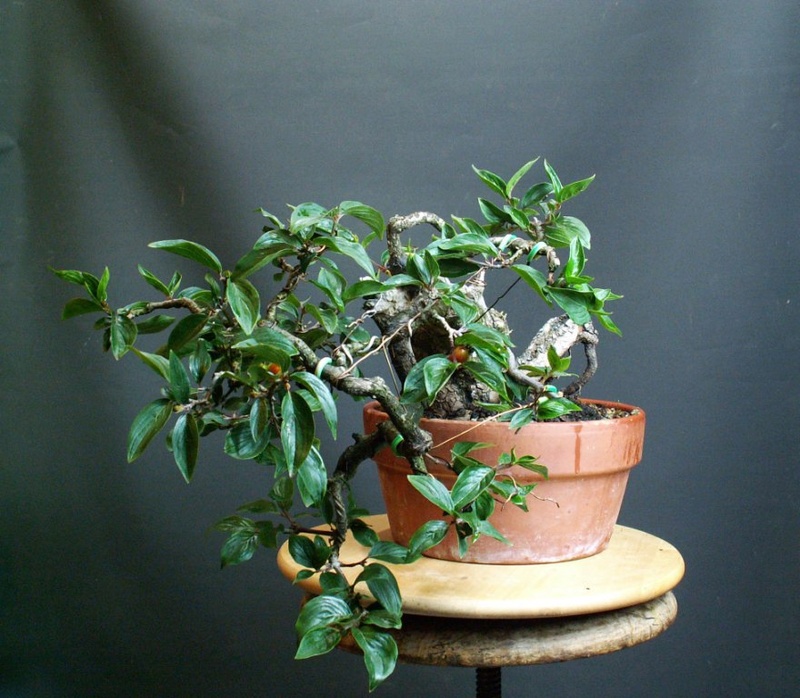 Cornus mas. Cascading bonsai... An_fac11