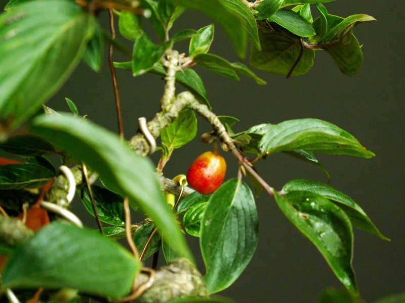 Cornus mas. Cascading bonsai... Berry11