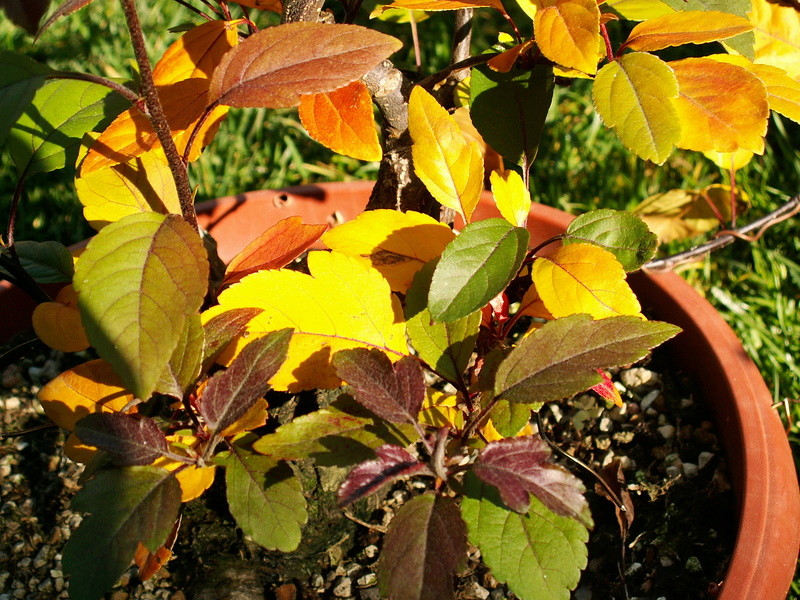 red leaf apple - A purple leaf crab apple Colour10