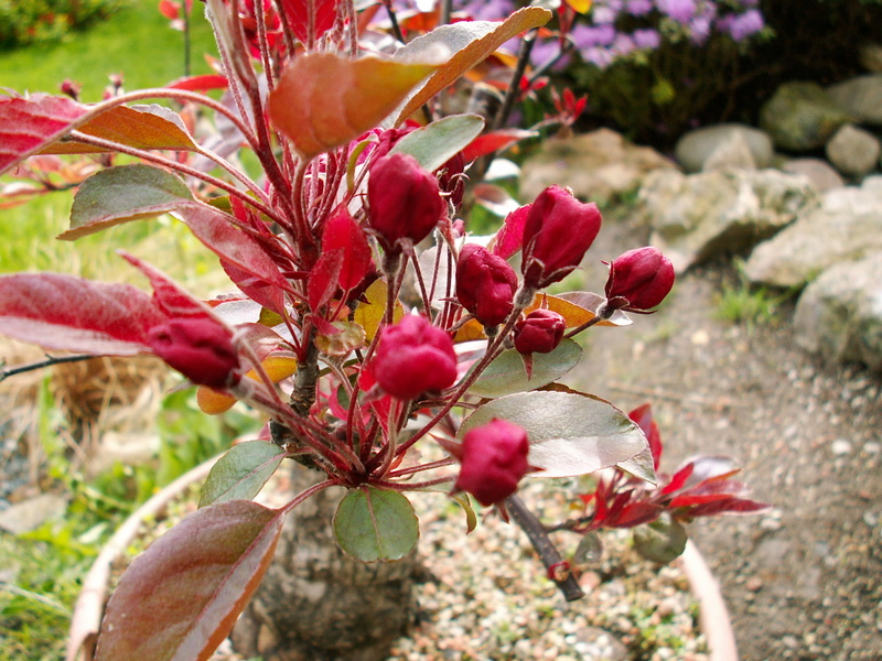 red leaf apple - A purple leaf crab apple Kvt10