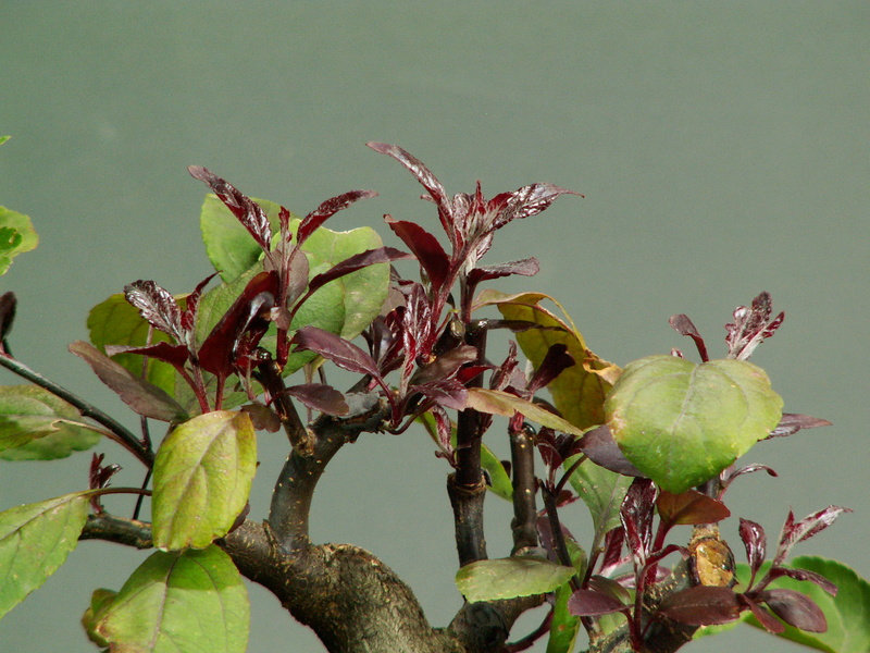 red leaf apple - A purple leaf crab apple New_le10