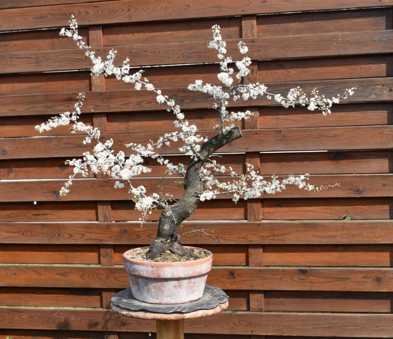 Prunus spinosa Nik_0010