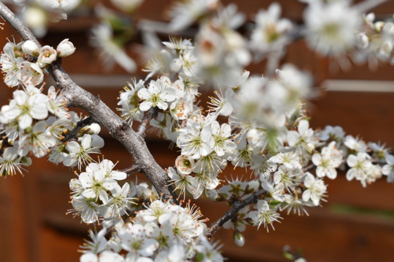 Prunus spinosa Nik_0012