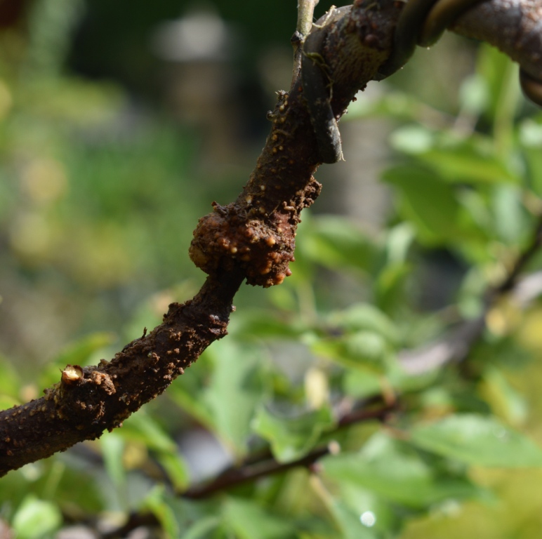 Prunus spinosa_Air layer?  Please share your experience. Prunus10