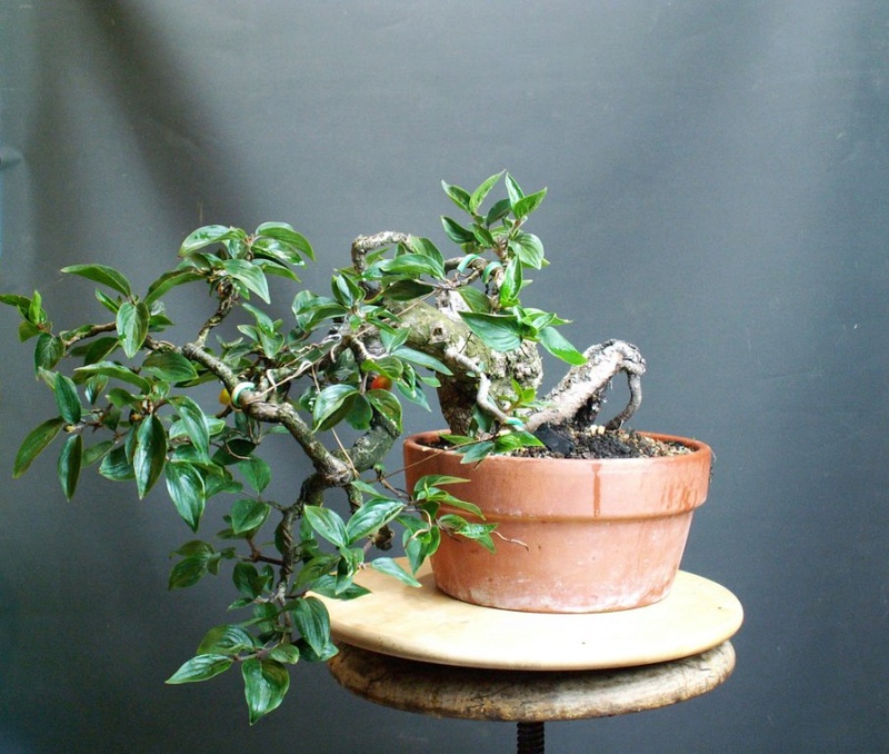 Cornus mas.  Cascading bonsai... Right_11