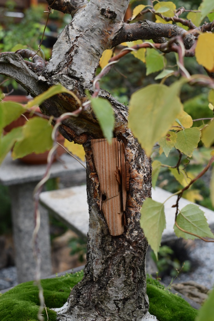 URO_directing the growth of callus tissue to improve the appearance Wood_t10