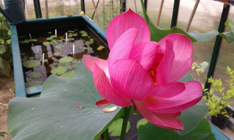 Nelumbo nucifera et horticoles - lotus sacré - Page 3 20160747