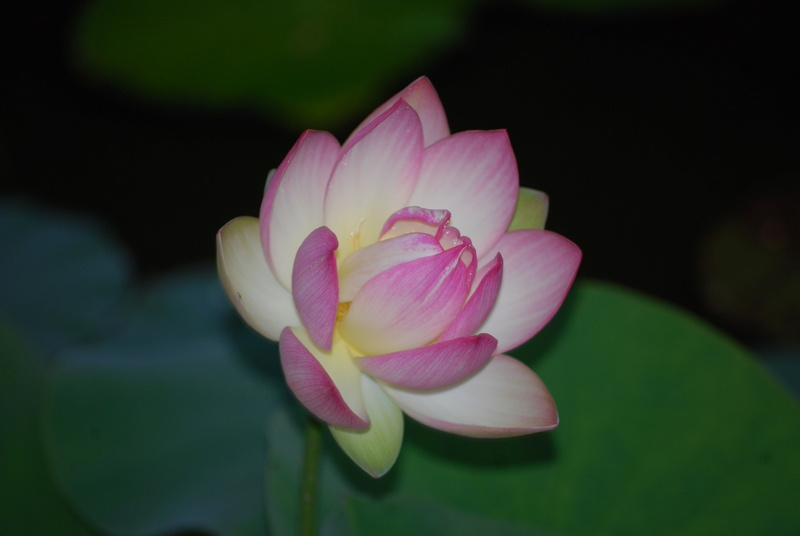 Nelumbo nucifera et horticoles - lotus sacré - Page 3 Dsc_8530