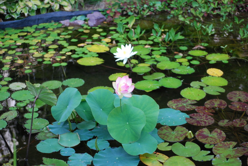 Nelumbo nucifera et horticoles - lotus sacré - Page 3 Dsc_8534