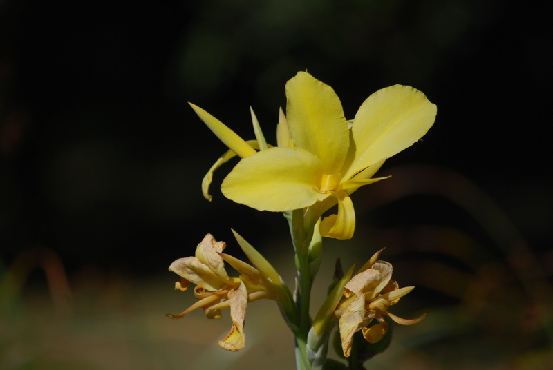 canna de Nagol Dsc_9726