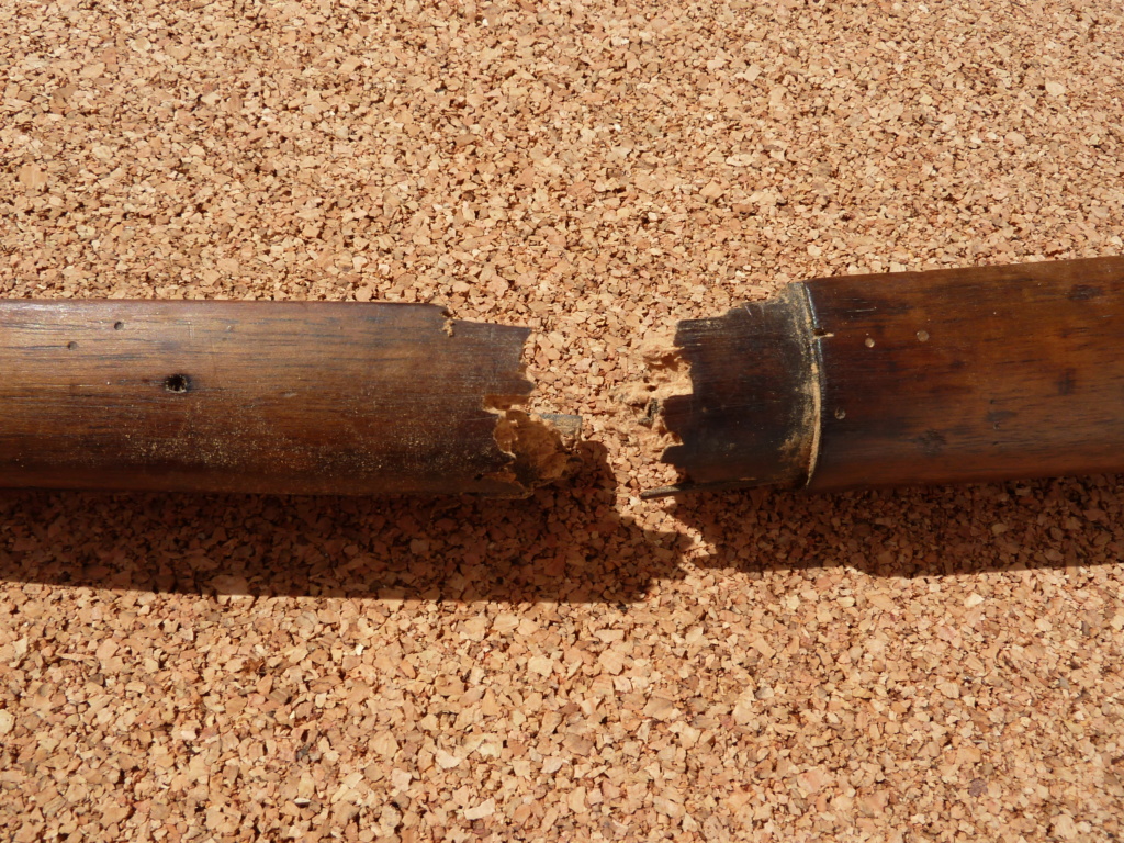 bois de chassepot brisé en deux  P1050614