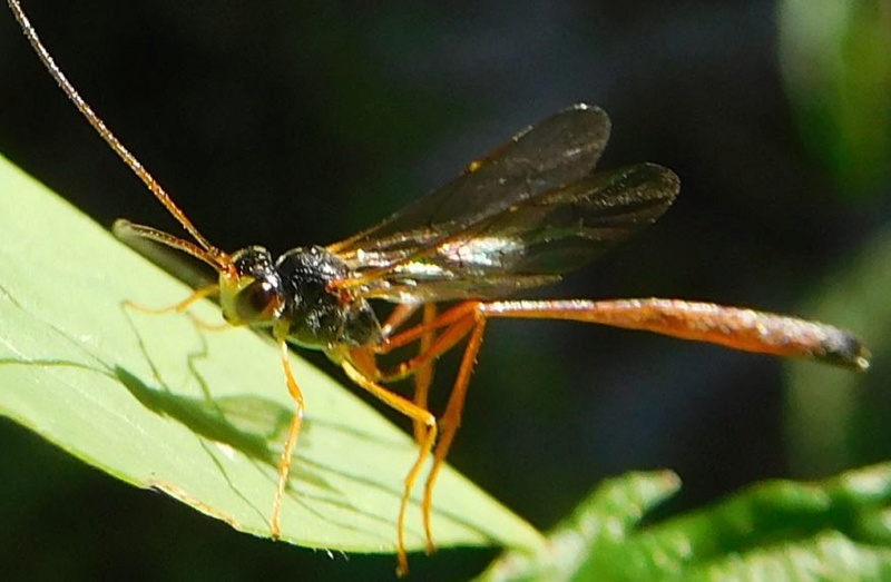 Ichneumonidae ? Ichneu11