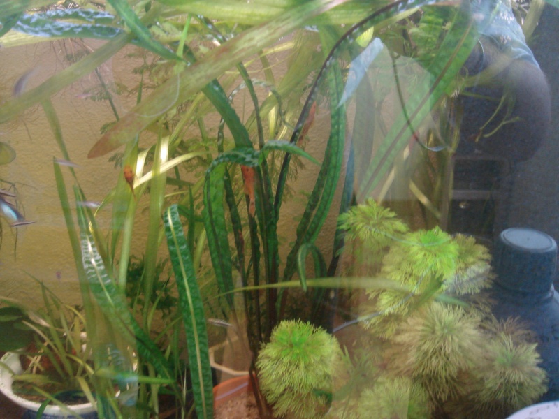 plantes d'aquarium Balans10