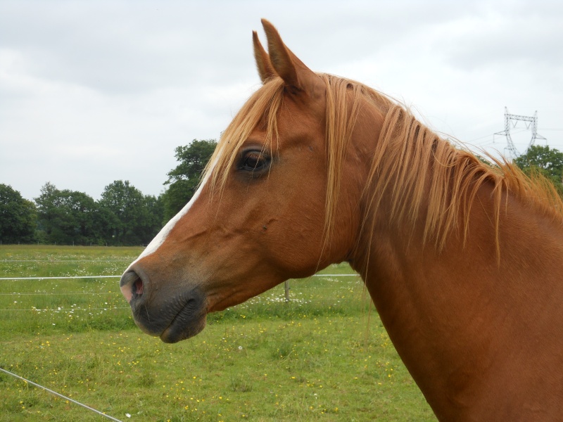 Heldon, PSAR ataxique, un cheval que l'on vouvoie Heldon11