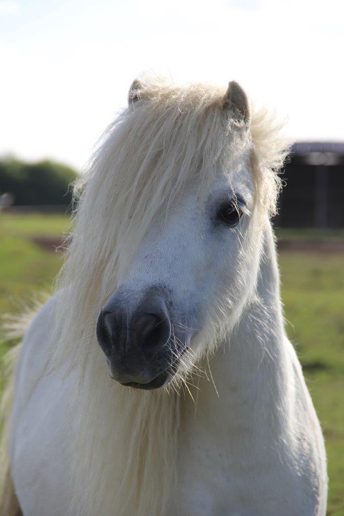 Tynouck, petit poney vagabond  (parrainée par Elisa) Img_6010