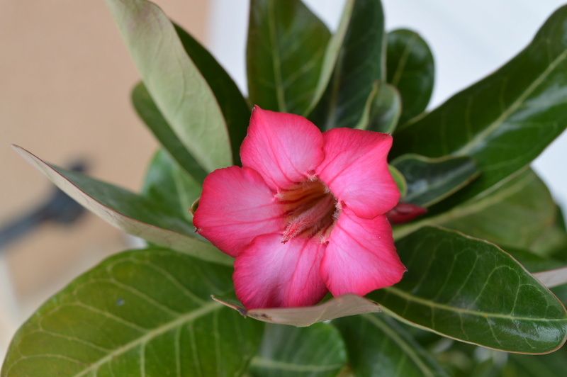 ADENIUM OBESUM SSP. OBESUM - Page 7 Dsc_0114