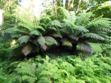 Dicksonia antartica Dickso14