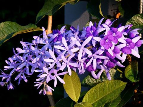 Petrea volubilis ili kraljičin venac 1110