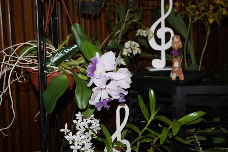 Orchideen 2015 - 2018 Teil 2 - Seite 35 Dsc05720