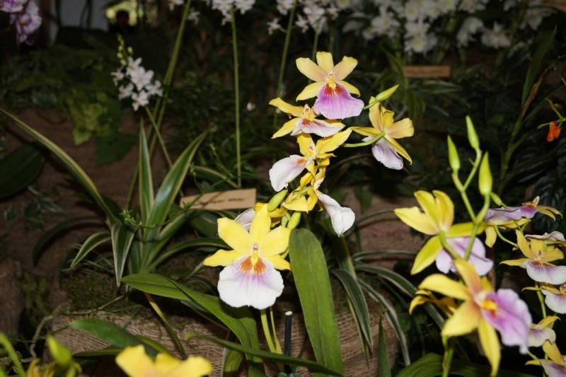 Aussaat - Orchideen 2015 - 2018 Teil 2 - Seite 35 Dsc05722