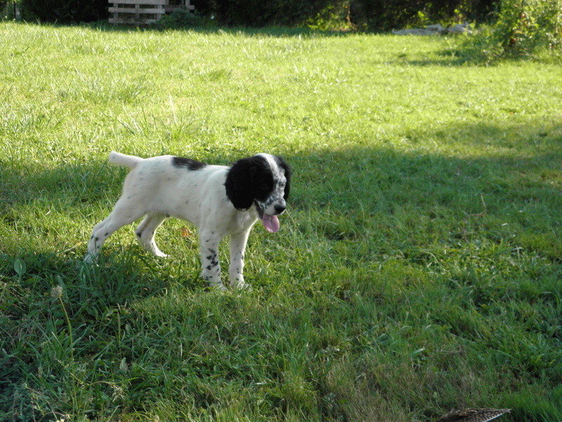 Chiots mâles Setter Anglais LOF du Bois d'Automne !! P7260011