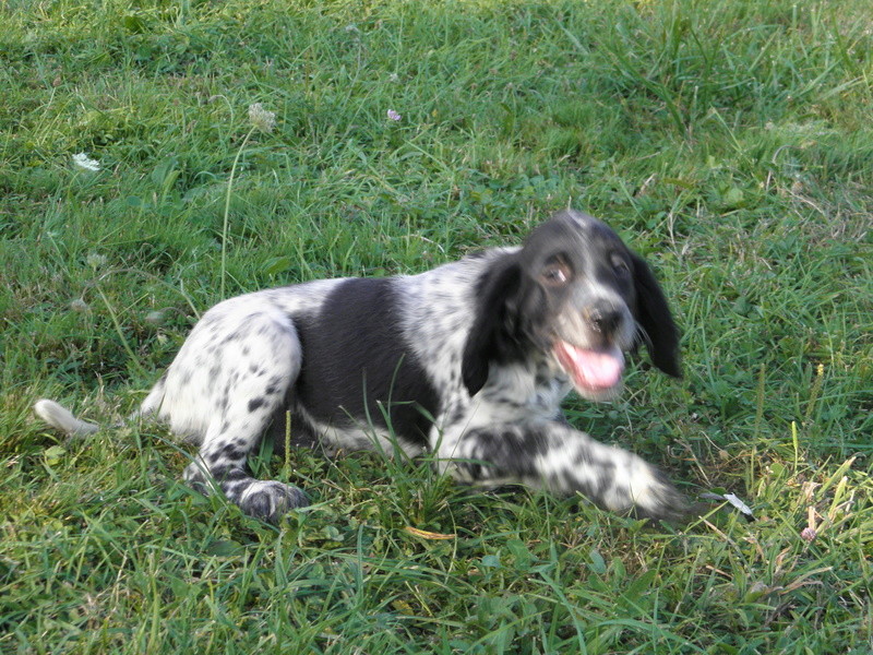 Chiots mâles Setter Anglais LOF du Bois d'Automne !! P7280014