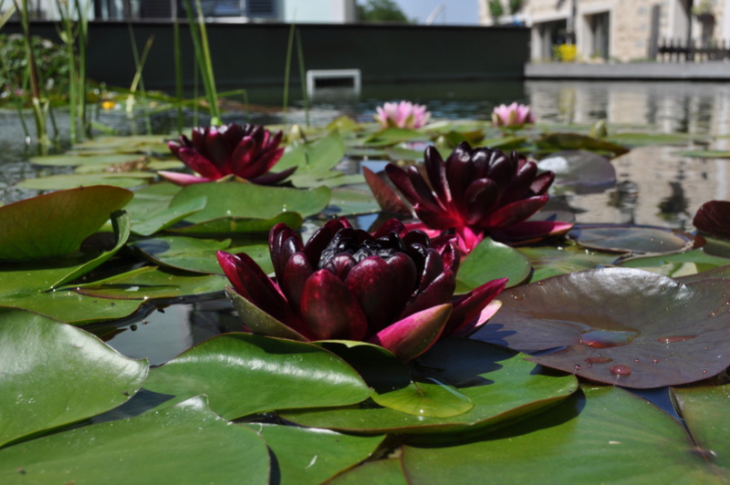 Liste des nenus et lotus de Enomis Dsc_0070