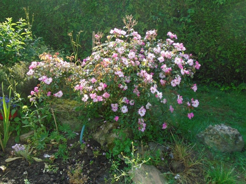 les fleurs de mon jardin Fleurs57