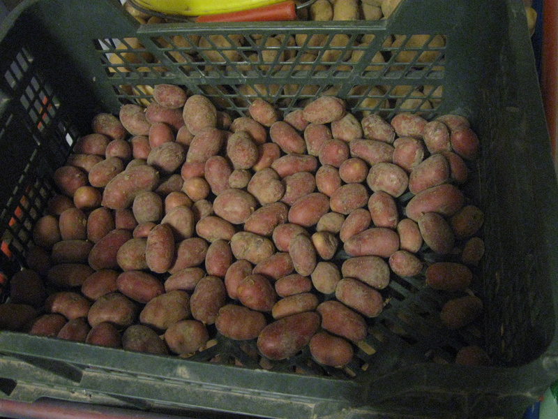 arrachage des pommes de terre  Pompom10