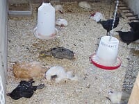 Qui a tué 25 de mes poules durant la nuit? Image10