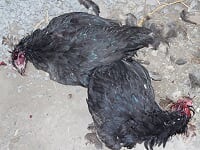 Qui a tué 25 de mes poules durant la nuit? Image12
