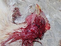 Qui a tué 25 de mes poules durant la nuit? Image14