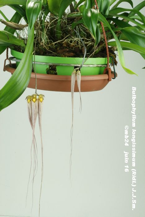 Bulbophyllum longissimum  Bulbop10
