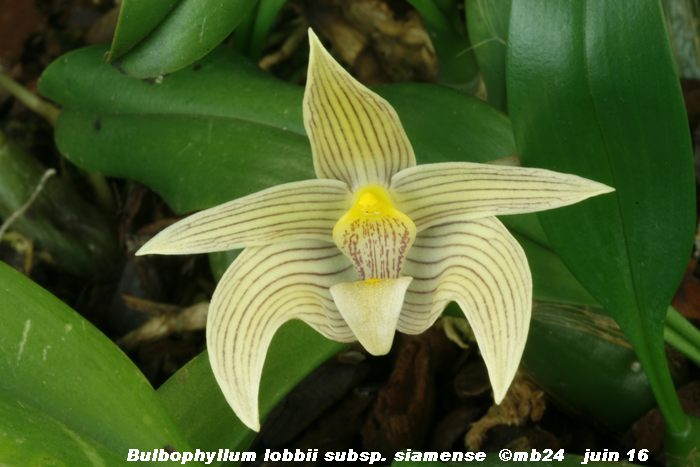Bulbophyllum lobbii subsp. siamense  Bulbop14