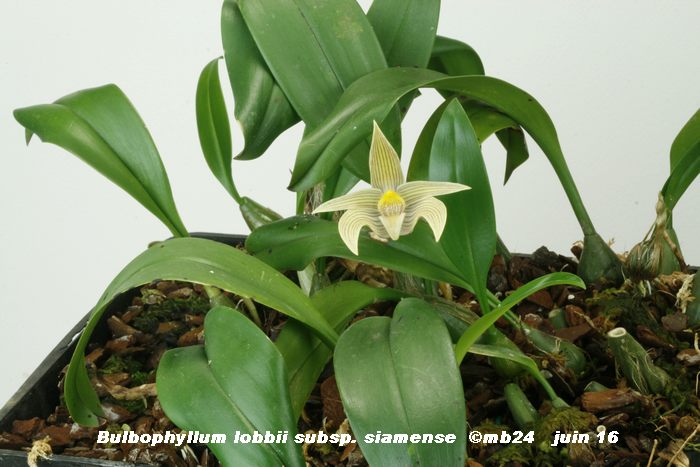 Bulbophyllum lobbii subsp. siamense  Bulbop15
