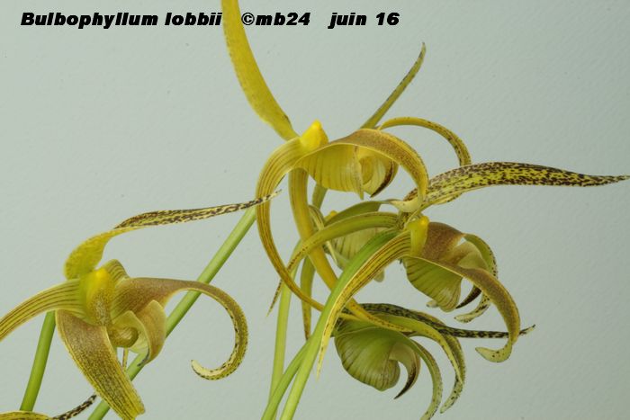 Bulbophyllum lobbii Bulbop16