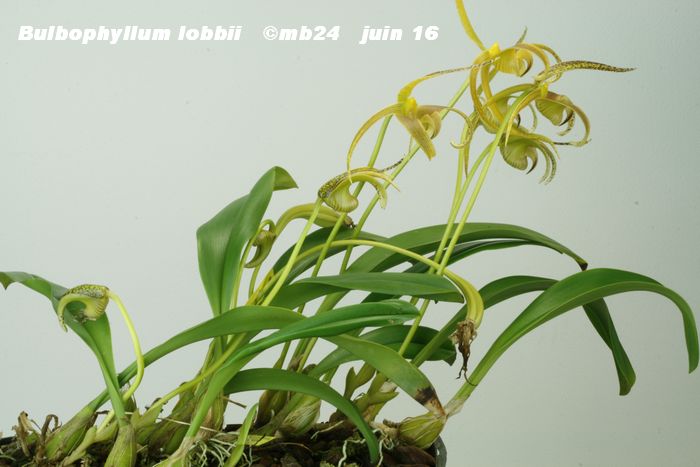 Bulbophyllum lobbii Bulbop17