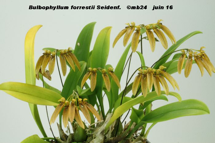 Bulbophyllum forrestii Bulbop20
