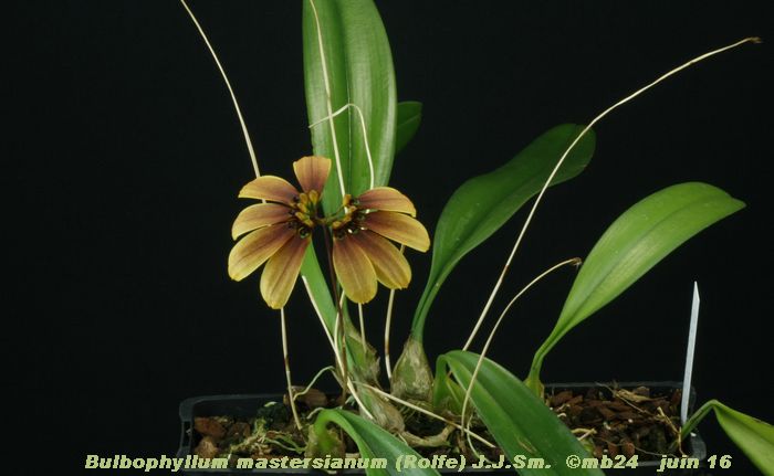 Bullbophyllum mastersianum Bulbop22